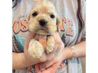 Cocker Spaniel Puppy for sale in Austin, TX, USA