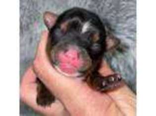Yorkshire Terrier Puppy for sale in Fletcher, OK, USA
