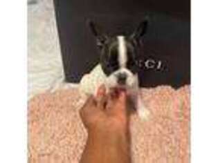 French Bulldog Puppy for sale in Albany, GA, USA