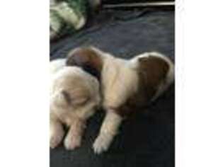 Mutt Puppy for sale in La Quinta, CA, USA