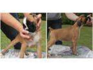 Boxer Puppy for sale in HAMERSVILLE, OH, USA