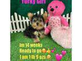 Yorkshire Terrier Puppy for sale in Jacksonville, TX, USA