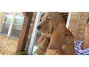 Basset Hound Puppy for sale in Dallas, TX, USA