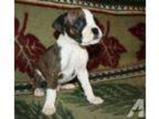 Boxer Puppy for sale in HONEY GROVE, TX, USA