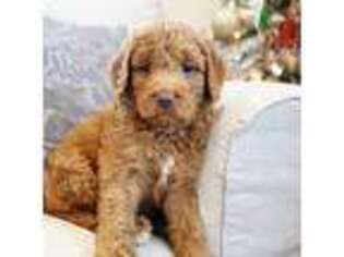 Goldendoodle Puppy for sale in Tryon, NC, USA