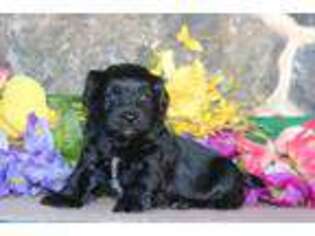 Havanese Puppy for sale in Leola, PA, USA