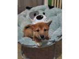 Shiba Inu Puppy for sale in Newington, CT, USA