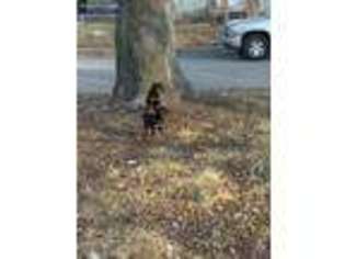 Rottweiler Puppy for sale in Des Moines, IA, USA