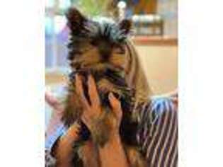 Yorkshire Terrier Puppy for sale in Humansville, MO, USA