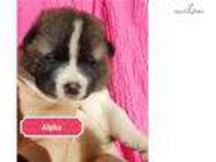 Mutt Puppy for sale in Fairbanks, AK, USA