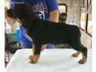 Rottweiler Puppy for sale in Chattanooga, TN, USA