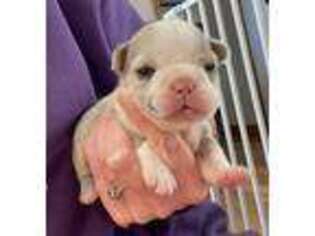 French Bulldog Puppy for sale in Saint George, KS, USA