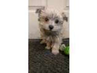 Mutt Puppy for sale in Hollidaysburg, PA, USA