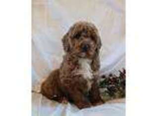 Goldendoodle Puppy for sale in Leola, PA, USA