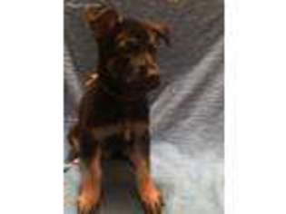 German Shepherd Dog Puppy for sale in Lakewood, OH, USA