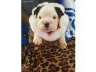 Bulldog Puppy for sale in Lebanon, KY, USA
