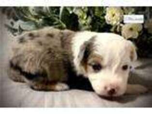 Miniature Australian Shepherd Puppy for sale in Tulsa, OK, USA
