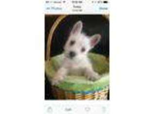 West Highland White Terrier Puppy for sale in BEDFORD, IN, USA