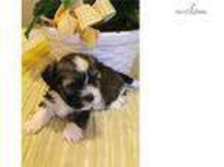 Havanese Puppy for sale in Valdosta, GA, USA