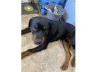 Rottweiler Puppy for sale in Trenton, NJ, USA