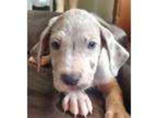 Great Dane Puppy for sale in Key Largo, FL, USA