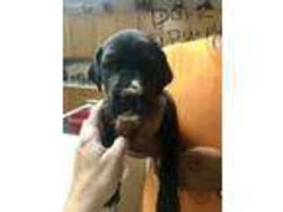 Great Dane Puppy for sale in Woodland Park, CO, USA