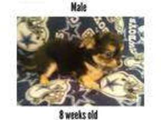 Chihuahua Puppy for sale in Clementon, NJ, USA