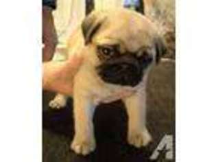 Pug Puppy for sale in BUTLER, PA, USA