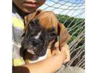 Boxer Puppy for sale in Plymouth, IN, USA
