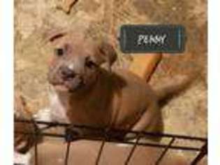 American Staffordshire Terrier Puppy for sale in Mooresburg, TN, USA