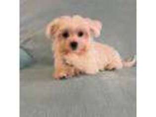 Maltese Puppy for sale in Rio Rancho, NM, USA