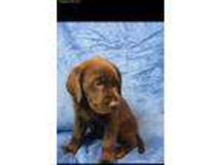 Labrador Retriever Puppy for sale in Nokomis, IL, USA