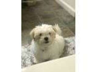 Maltese Puppy for sale in Henrietta, NY, USA
