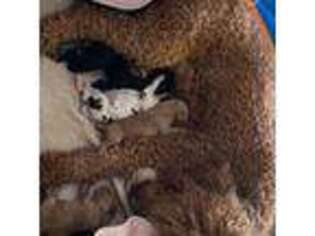 Mutt Puppy for sale in Satellite Beach, FL, USA