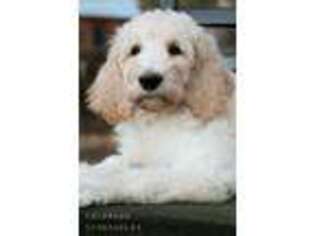 Goldendoodle Puppy for sale in Fort Collins, CO, USA