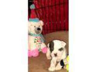 Alapaha Blue Blood Bulldog Puppy for sale in Winston Salem, NC, USA