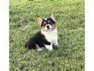 Pembroke Welsh Corgi Puppy for sale in Asbury, MO, USA