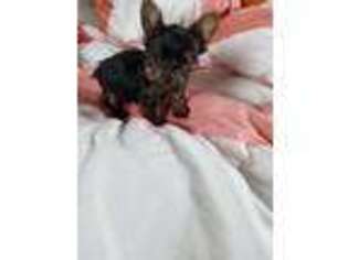 Yorkshire Terrier Puppy for sale in Bostic, NC, USA