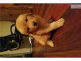 Golden Retriever Puppy for sale in Carlsbad, NM, USA
