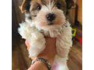 Biewer Terrier Puppy for sale in Cokato, MN, USA
