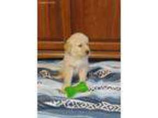 Golden Retriever Puppy for sale in Bloomfield, IN, USA