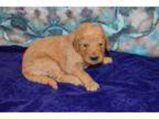 Goldendoodle Puppy for sale in Evensville, TN, USA