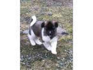 Akita Puppy for sale in Ketchikan, AK, USA