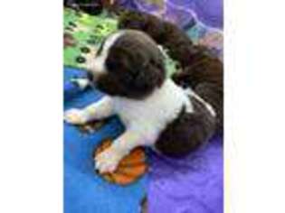 Newfoundland Puppy for sale in Humbird, WI, USA