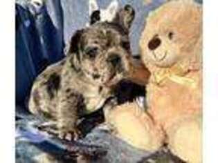 French Bulldog Puppy for sale in Potosi, MO, USA