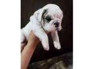 Bulldog Puppy for sale in Ansonia, CT, USA