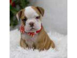 Bulldog Puppy for sale in Jones, MI, USA
