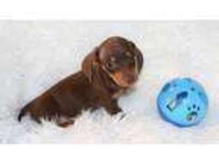 Dachshund Puppy for sale in Sedalia, MO, USA