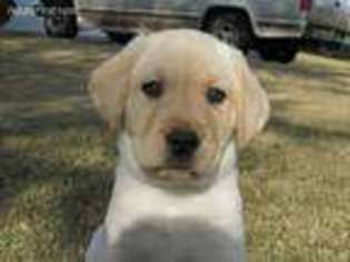 Labrador Retriever Puppy for sale in Winder, GA, USA