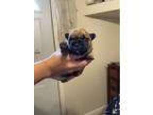 French Bulldog Puppy for sale in Dry Ridge, KY, USA